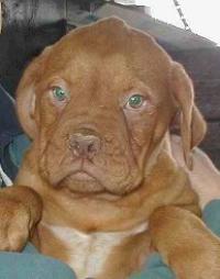 Nachhilfelehrer/in - Nachhilfe Français, mathématiques, Anglais, histoire, géogr... LONGES Nachhilfe Profilbild